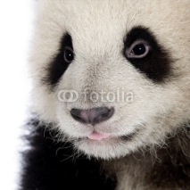 Naklejki Giant Panda (6 months) - Ailuropoda melanoleuca