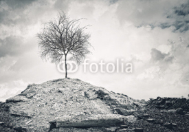 Fototapety Dry tree