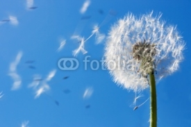Naklejki Dandelion Flying Seeds