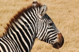Fototapety Zèbre : aire de conservation du Ngorongoro