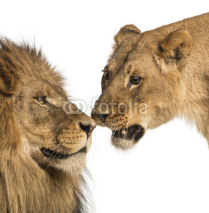 Fototapety Close-up of Lion and lioness, Panthera leo, isolated on white