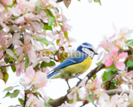 Fototapety Little bird in beautiful tree
