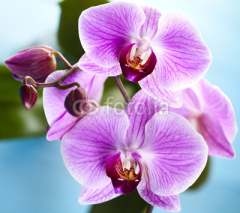 Naklejki Beautiful orchid