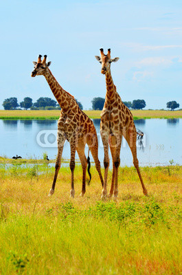 Two giraffes in Chobe National Park