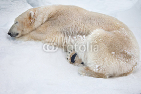 Fototapety white bear