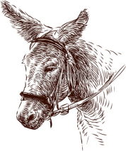 Fototapety donkey