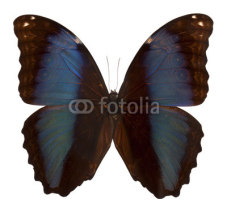 Fototapety Black and blue butterfly  isolated on white background