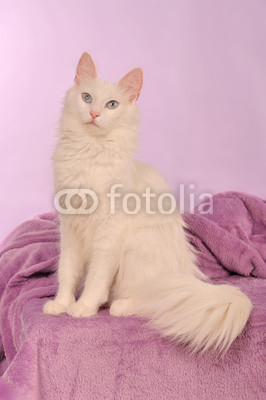 Türkisch Angora Katze weiss sitzend