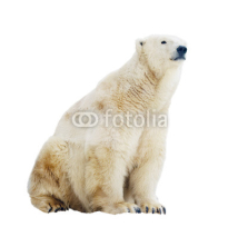 Fototapety polar bear. Isolated over white