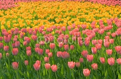 field of pink yellow tulips with green stems grass