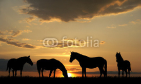 Fototapety Horses