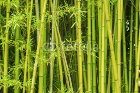 Obrazy i plakaty green bamboo background
