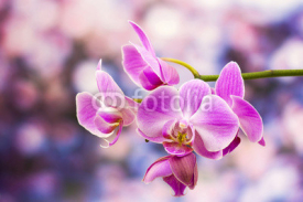 Naklejki Beautiful pink orchid  - phalaenopsis