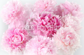 Naklejki Floral background of pink peonies varieties Albert Kruss