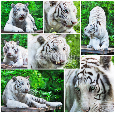 White tigers collage