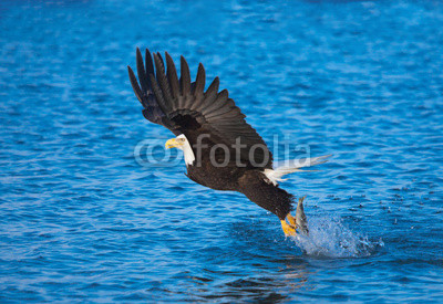 Bald Eagle with fish in talons, Alaska