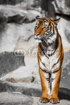 Naklejki Tiger Close Up Portrait
