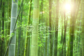 Naklejki Bamboo forest with morning sunlight