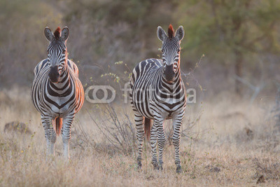 Two zebra standing in grass at sunset with sinlight from the sid
