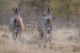 Naklejki Two zebra standing in grass at sunset with sinlight from the sid