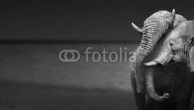 Fototapety Elephants interacting