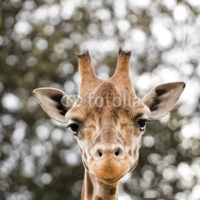 Isolated giraff close up portrait