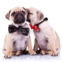 Naklejki adorable pug puppy dogs couple