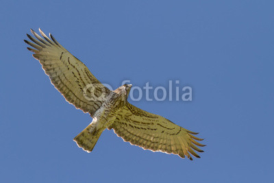 Short-toed Eagle Holding Snake