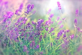 Fototapety Soft focus on beautiful lavender