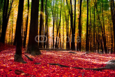 Forest in autumn with golden light