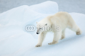 Naklejki Polar bear at Svalbard
