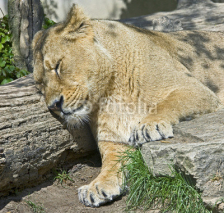 Fototapety Lioness