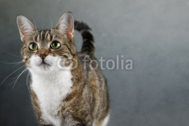 Naklejki Katzenportrait