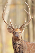 Naklejki Deer in autumn forest