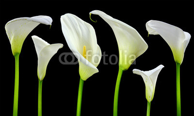 Beautiful white Calla lilies on black background
