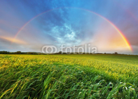Naklejki Rainbow over spring field
