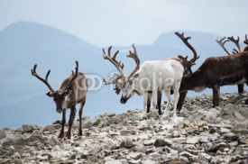 Fototapety Reindeer Herd