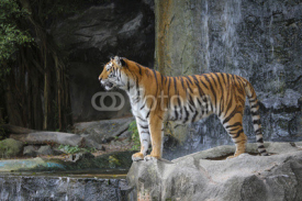 Naklejki Sumatran tiger