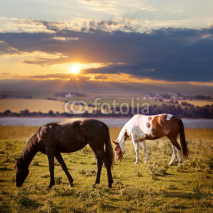 Naklejki Horses grazing at sunset