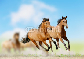 Naklejki horses