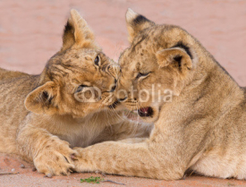 Naklejki Two cute lion cubs playing on sand in the Kalahari