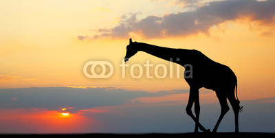 Silhouette of a giraffe against a beautiful sunset