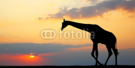 Fototapety Silhouette of a giraffe against a beautiful sunset