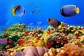 Fototapety Photo of a coral colony on a reef, Egypt