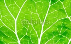 Naklejki green leaf
