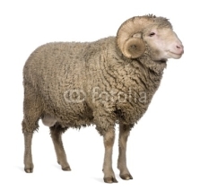 Naklejki Arles Merino sheep, ram, 3 years old, standing