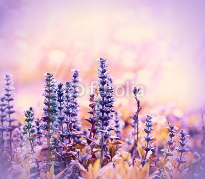 Flowering beautiful purple meadow flowers