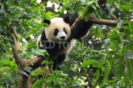 Naklejki Giant panda climbing tree