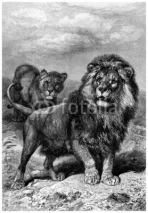 Fototapety Lions Pair