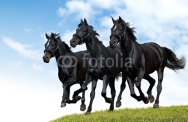 Fototapety black horses dallop
